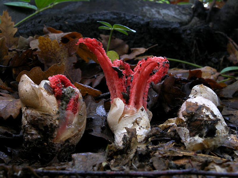 Clathrus archeri (Berk.) Dring Scheda fotografica